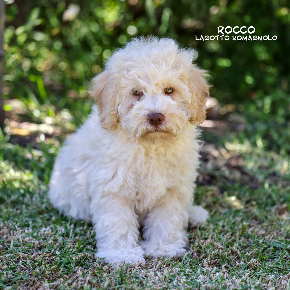 Mount Lawley Pets and Puppies