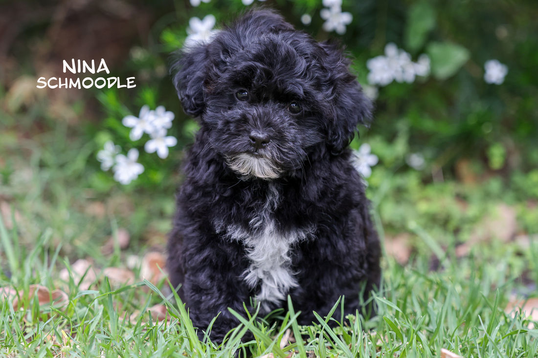 Mount Lawley Pets and Puppies