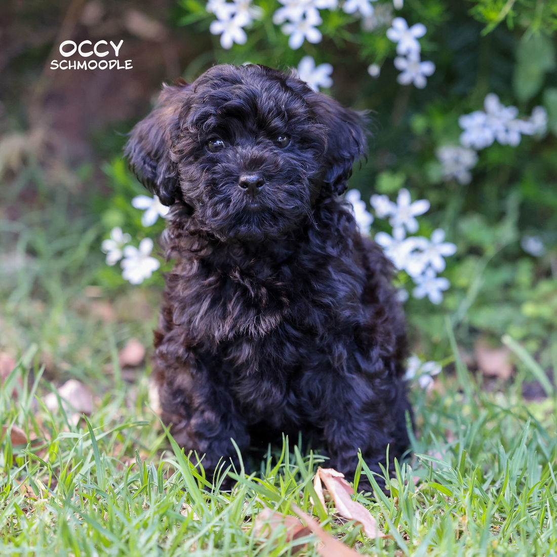 Mount Lawley Pets and Puppies