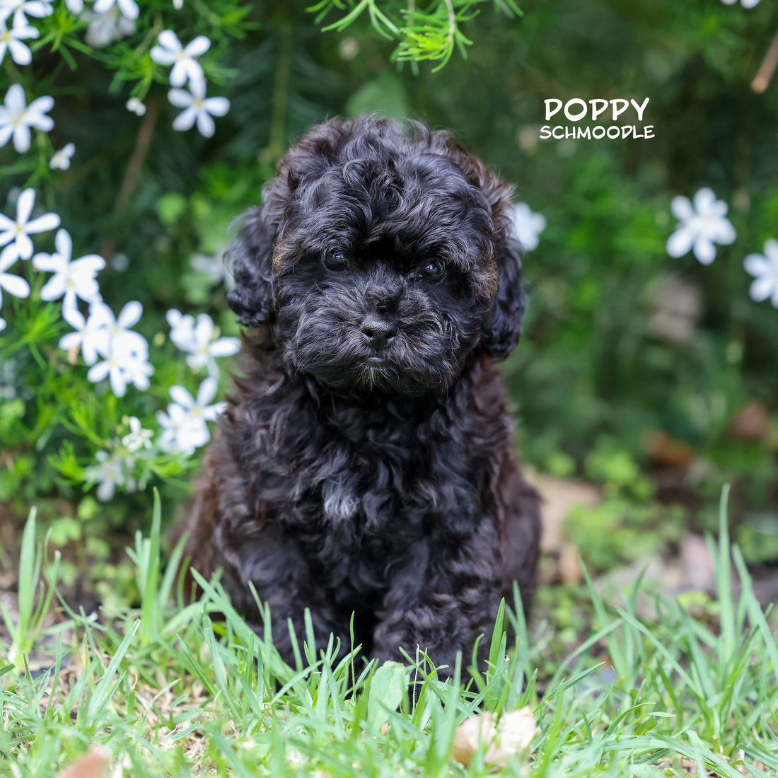 Mount Lawley Pets and Puppies