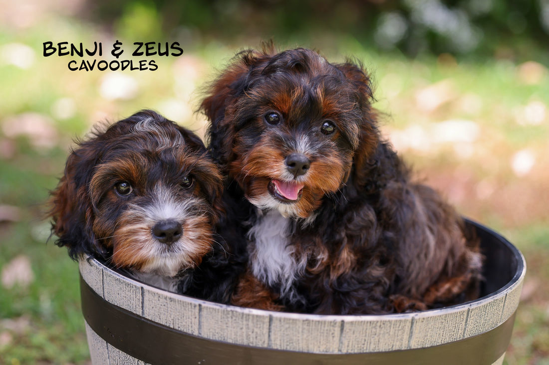 Mount Lawley Pets and Puppies