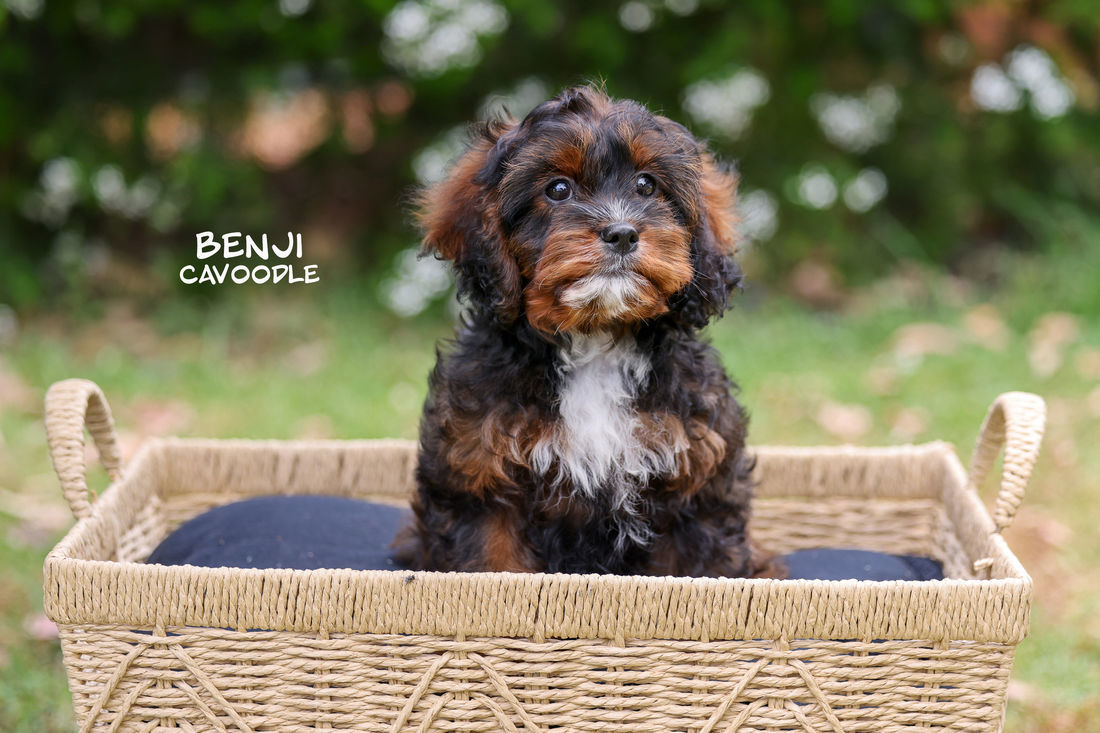 Mount Lawley Pets and Puppies