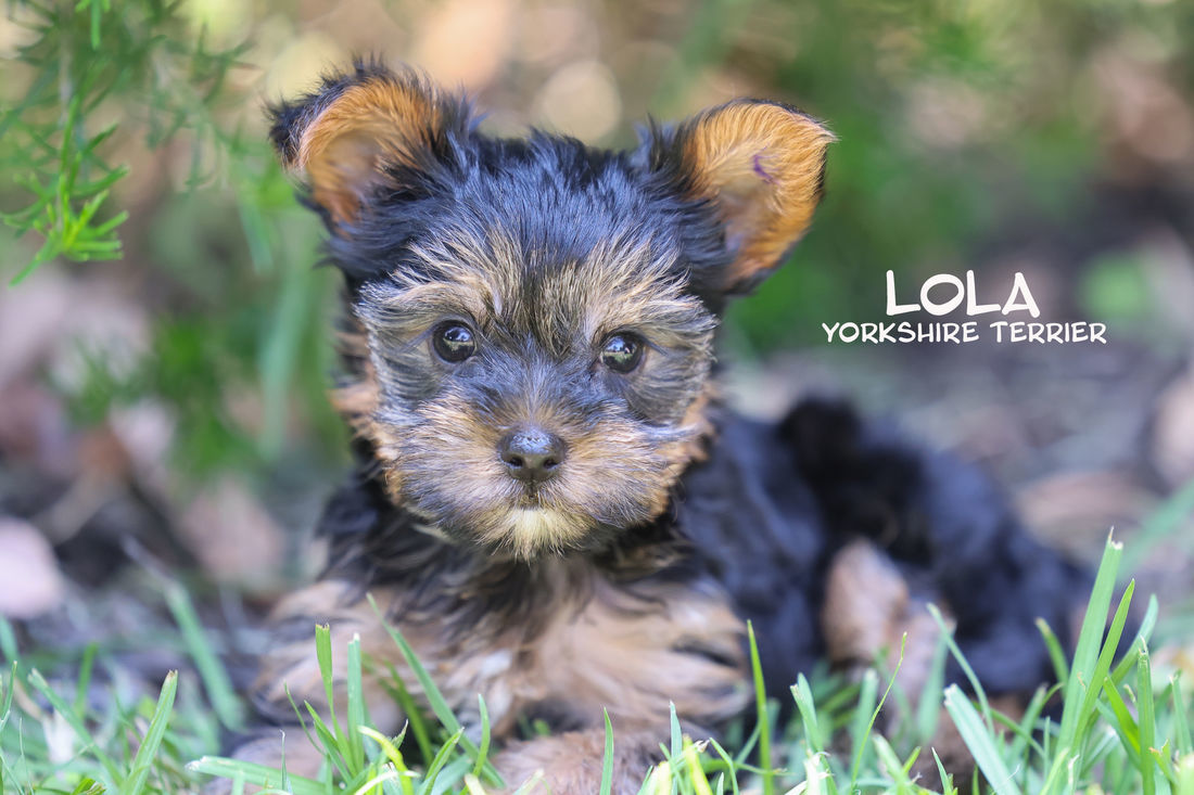 Mount Lawley Pets and Puppies