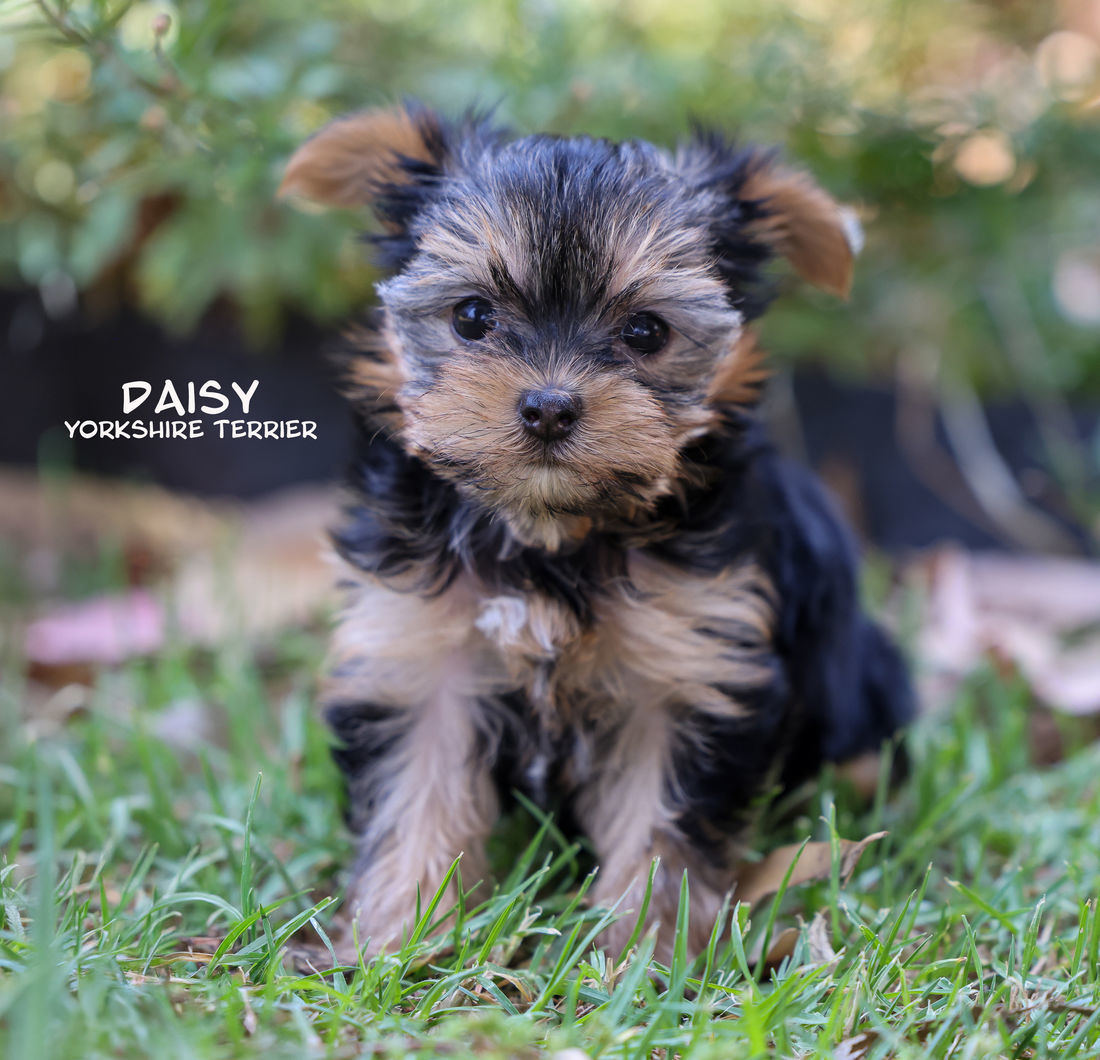 Mount Lawley Pets and Puppies