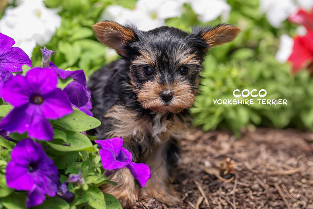Mount Lawley Pets and Puppies