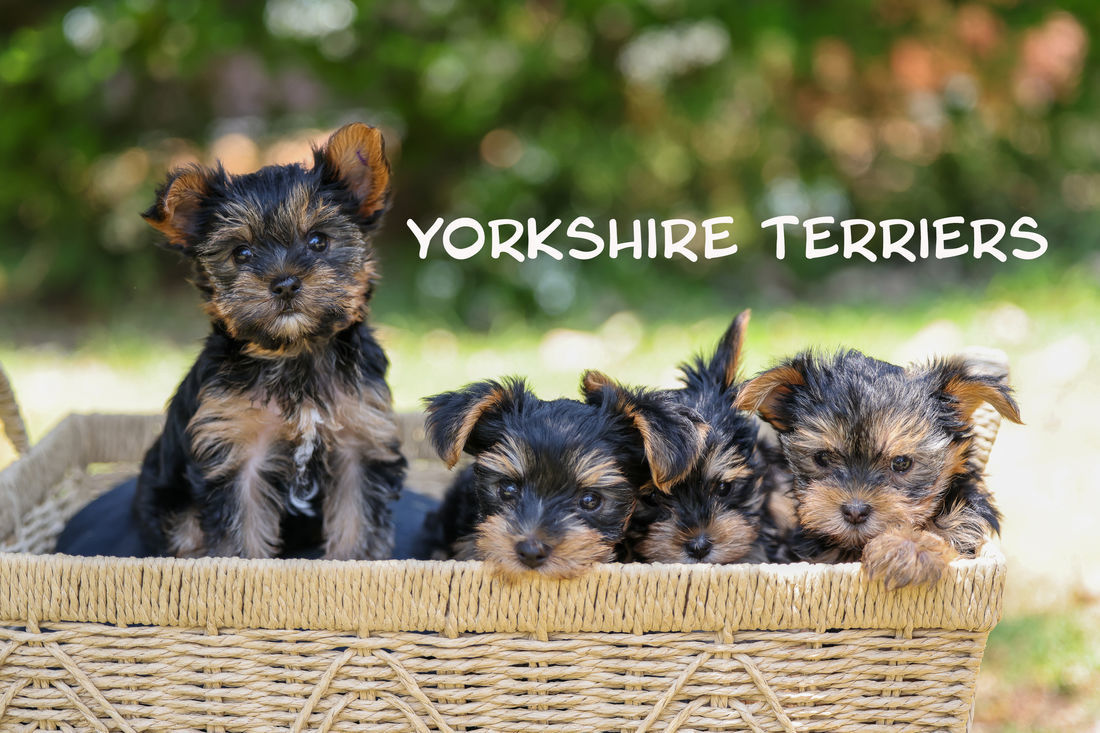 Mount Lawley Pets and Puppies