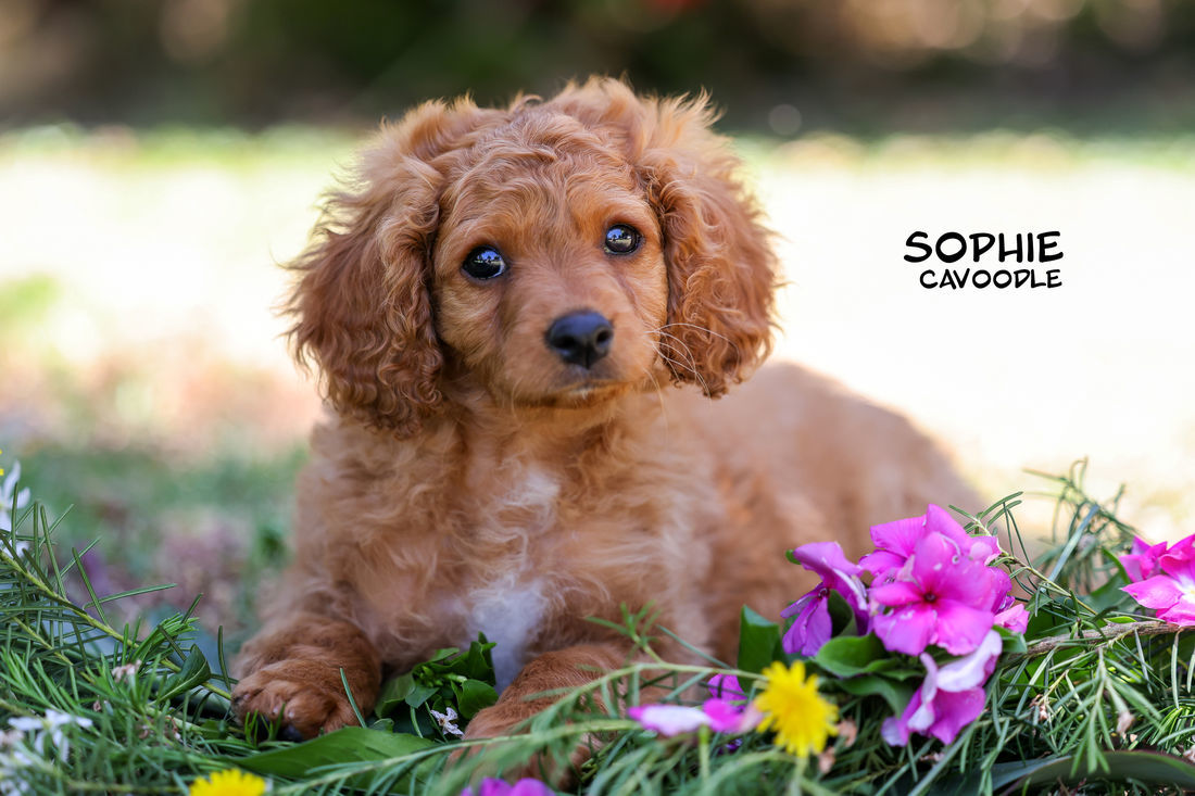 Mount Lawley Pets and Puppies