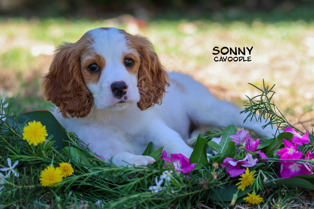 Mount Lawley Pets and Puppies