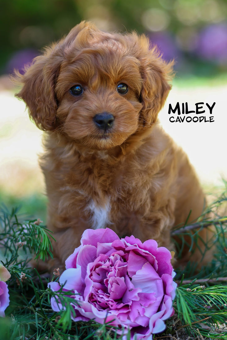 Mount Lawley Pets and Puppies