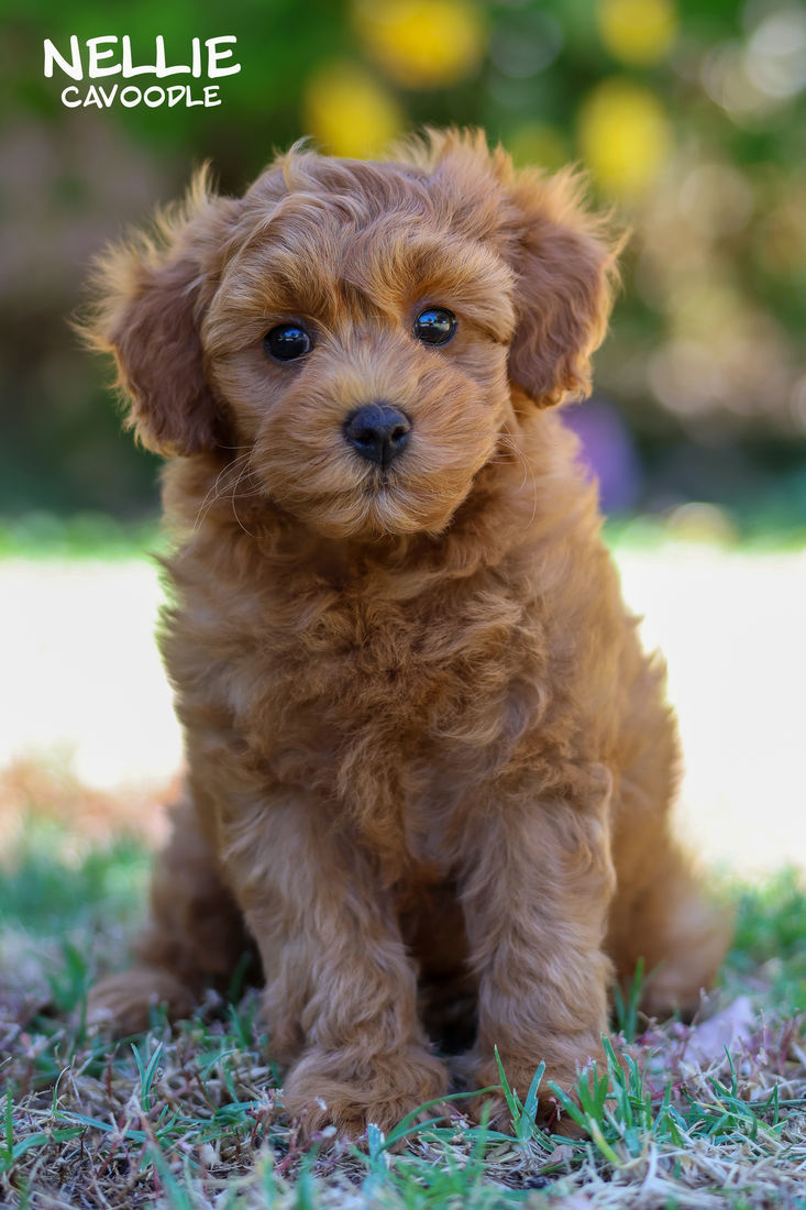 Mount Lawley Pets and Puppies