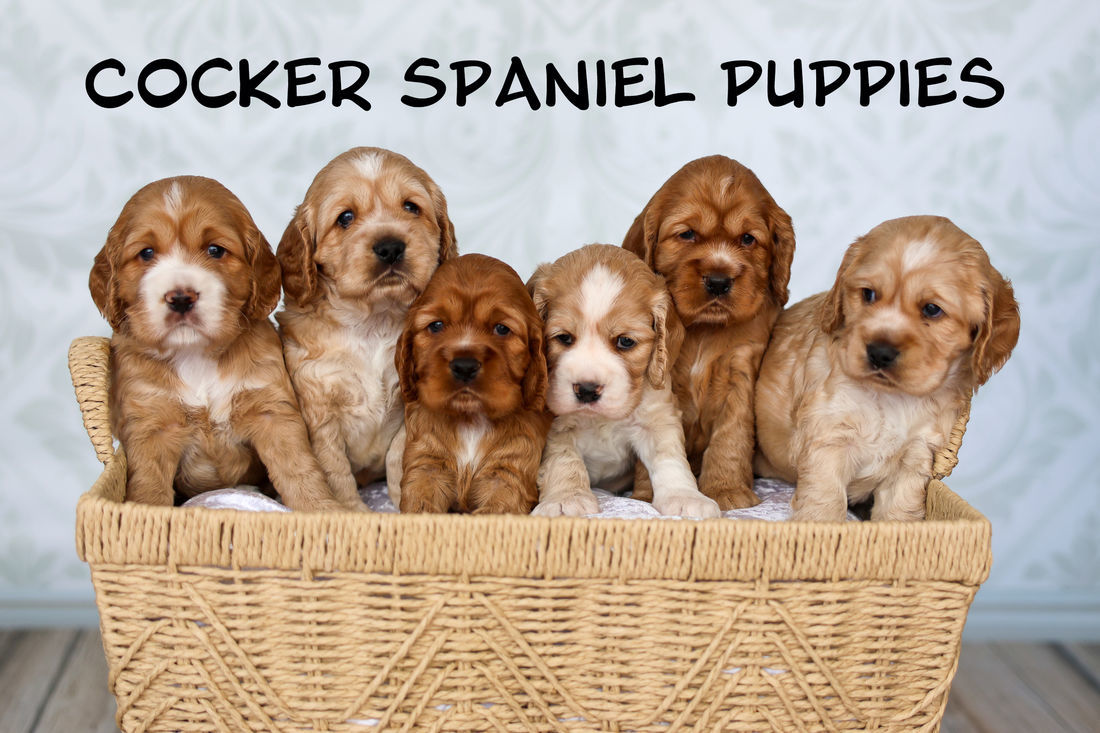 Mount Lawley Pets and Puppies