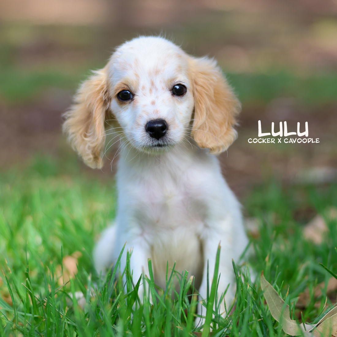 Mount Lawley Pets and Puppies