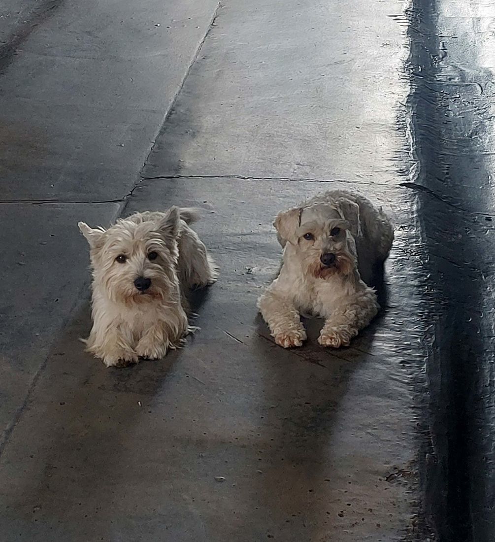 mount lawley pets and puppies