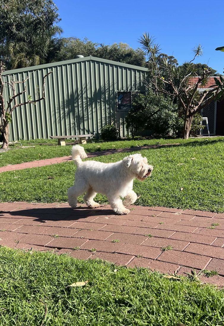 mount lawley pets and puppies