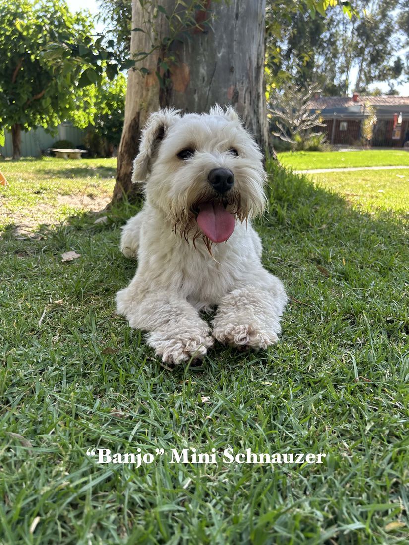 mount lawley pets and puppies