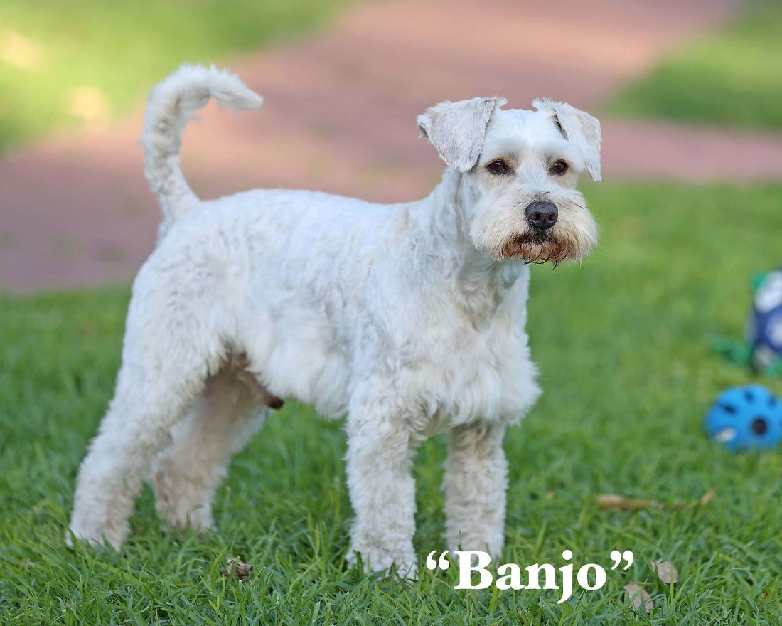 mount lawley pets and puppies