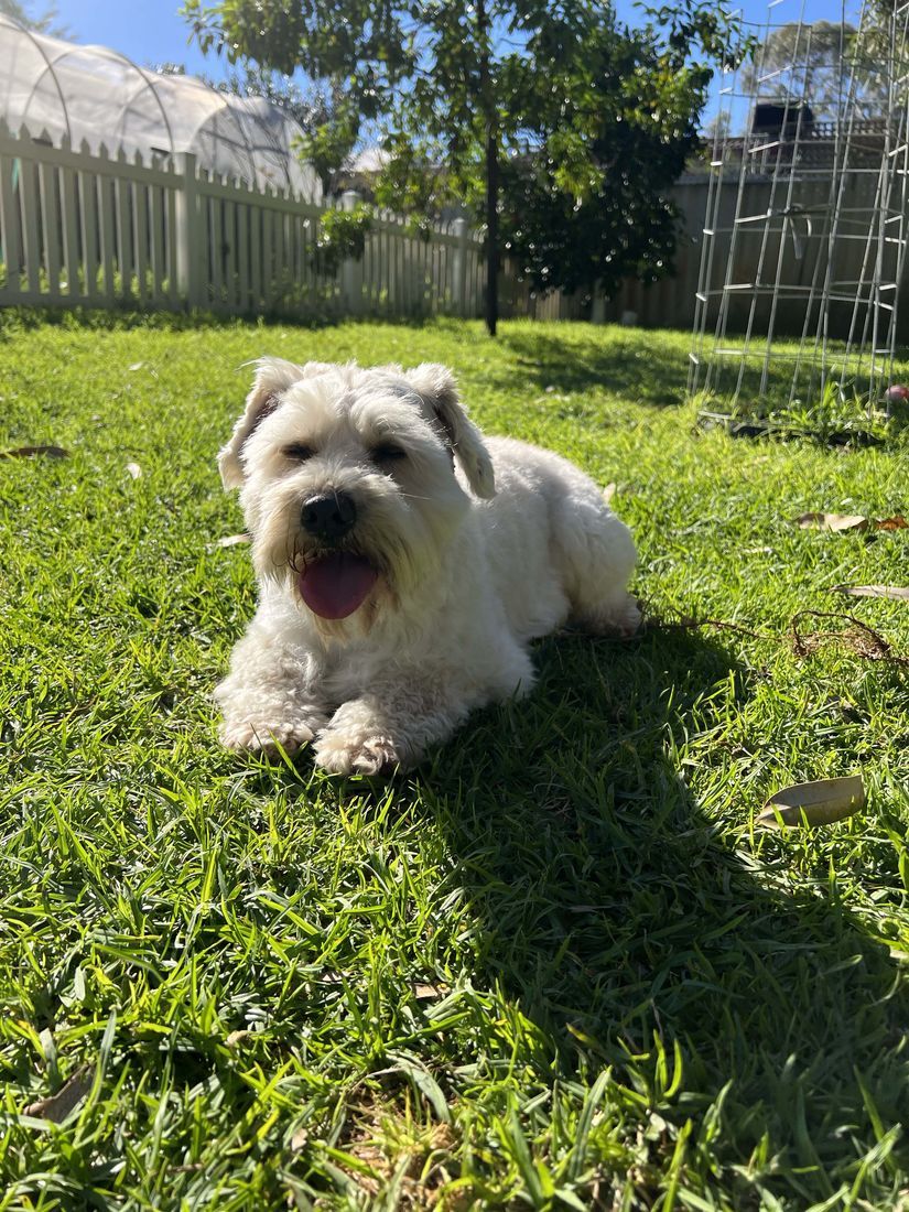 mount lawley pets and puppies