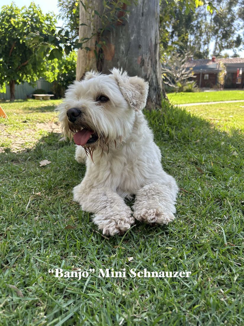 mount lawley pets and puppies