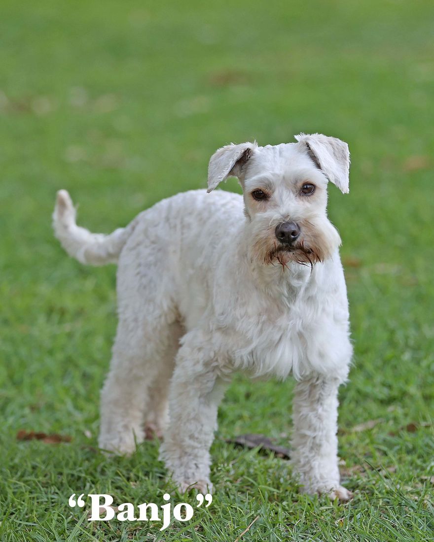 mount lawley pets and puppies