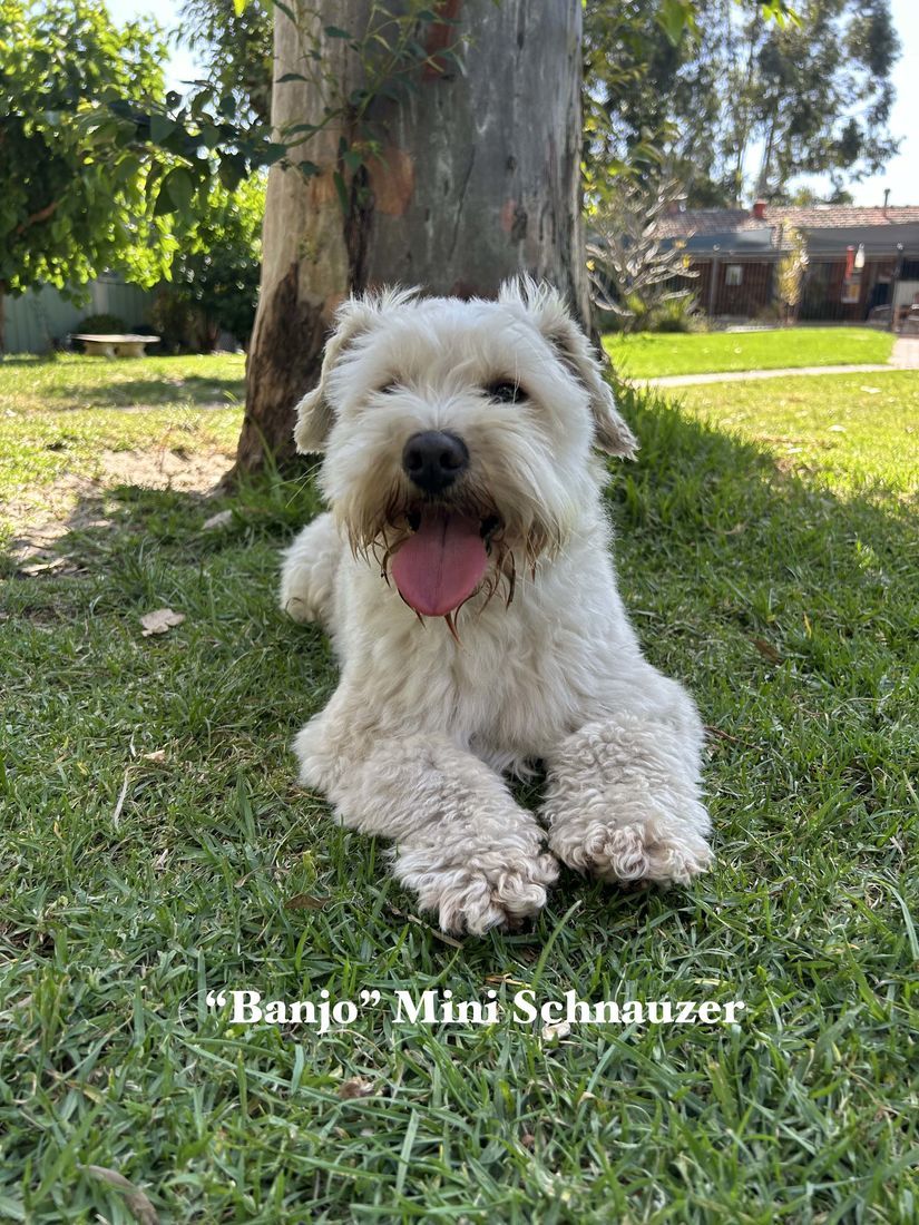 mount lawley pets and puppies