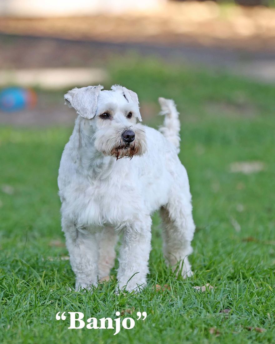 mount lawley pets and puppies