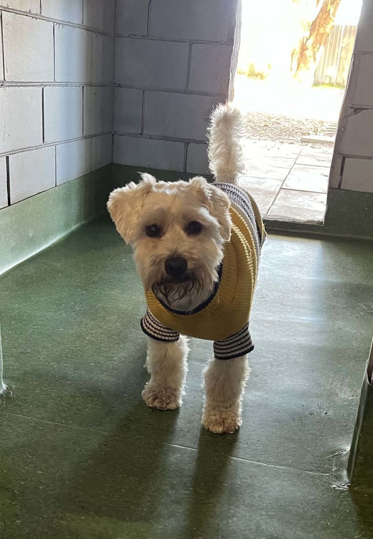 mount lawley pets and puppies