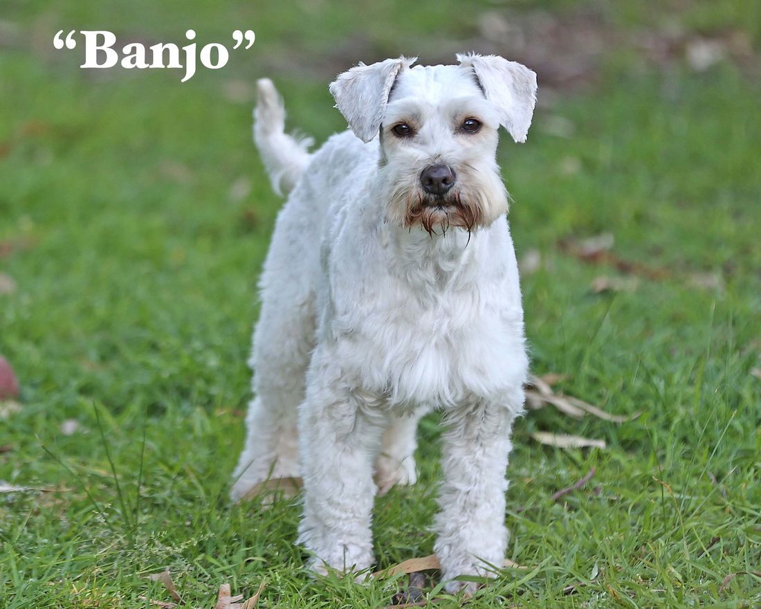 mount lawley pets and puppies