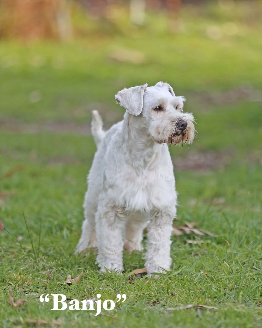 mount lawley pets and puppies
