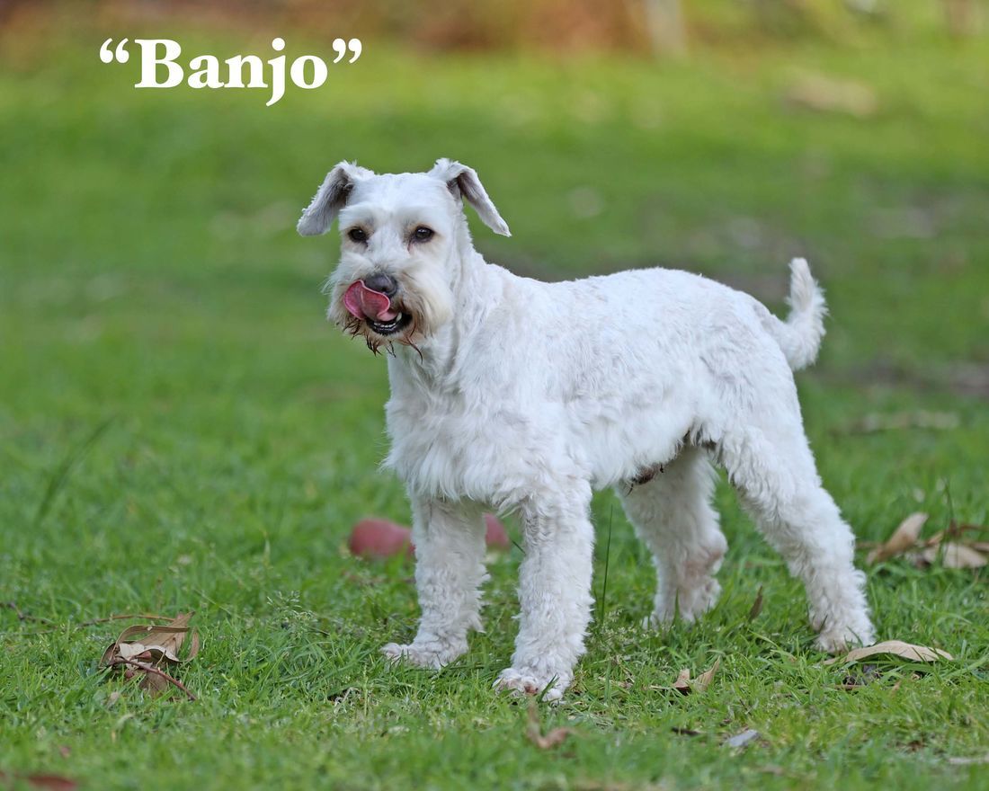 mount lawley pets and puppies