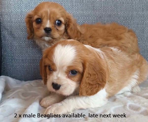 mount lawley pets and puppies