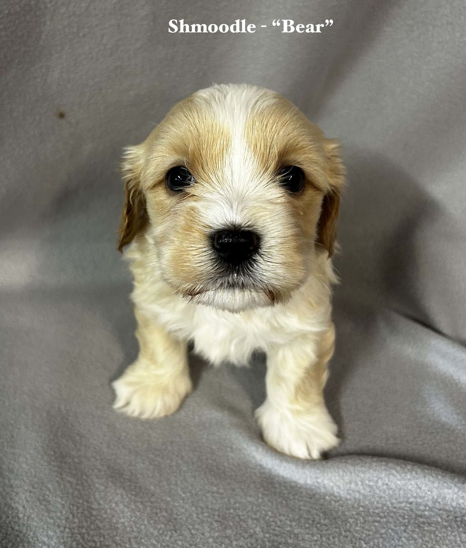mount lawley pets and puppies