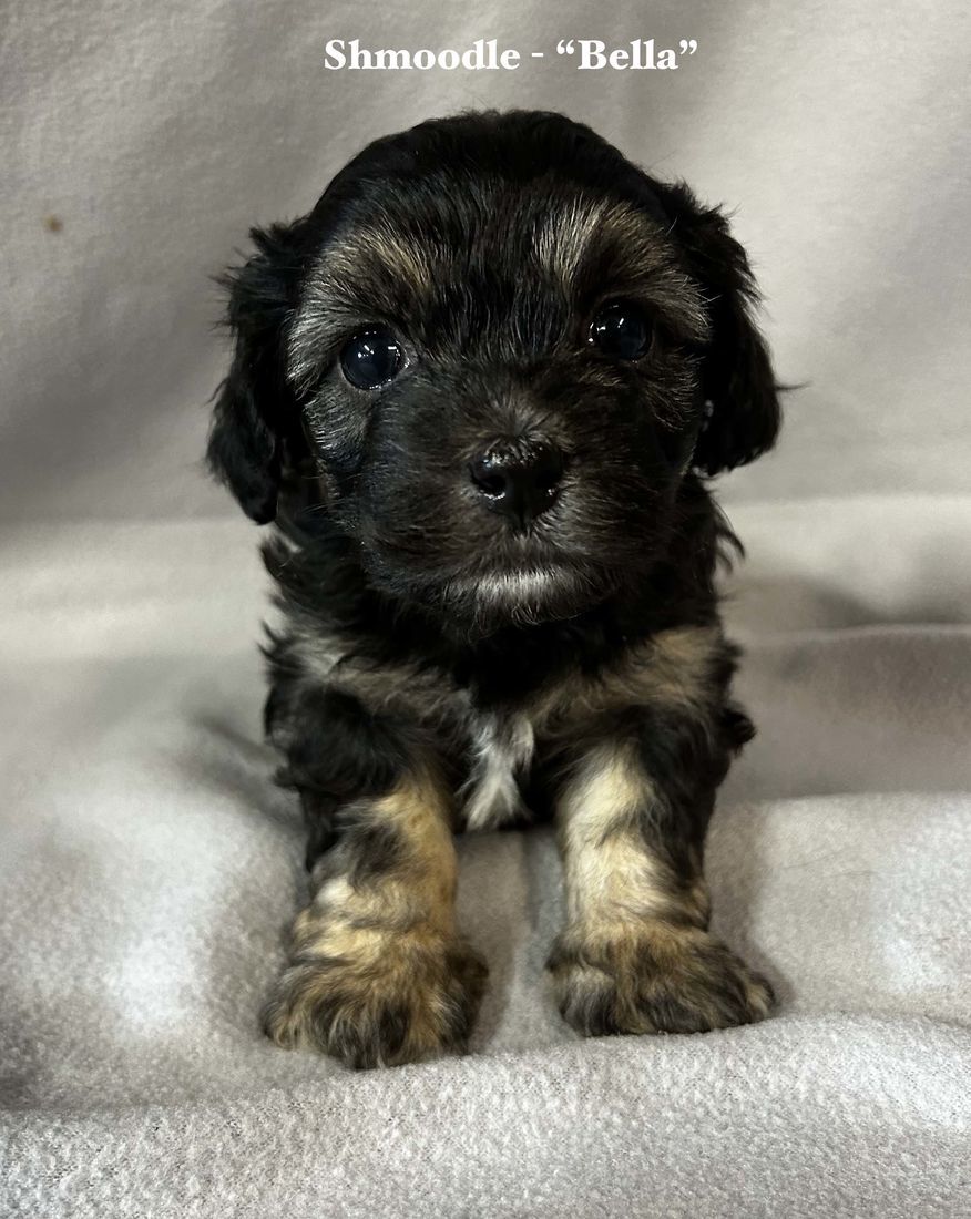 mount lawley pets and puppies