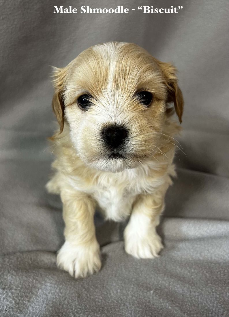 mount lawley pets and puppies