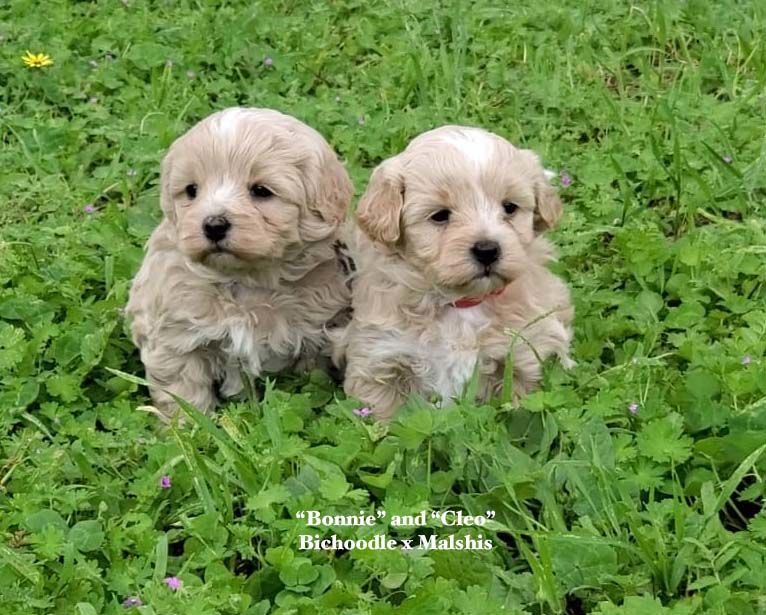 mount lawley pets and puppies