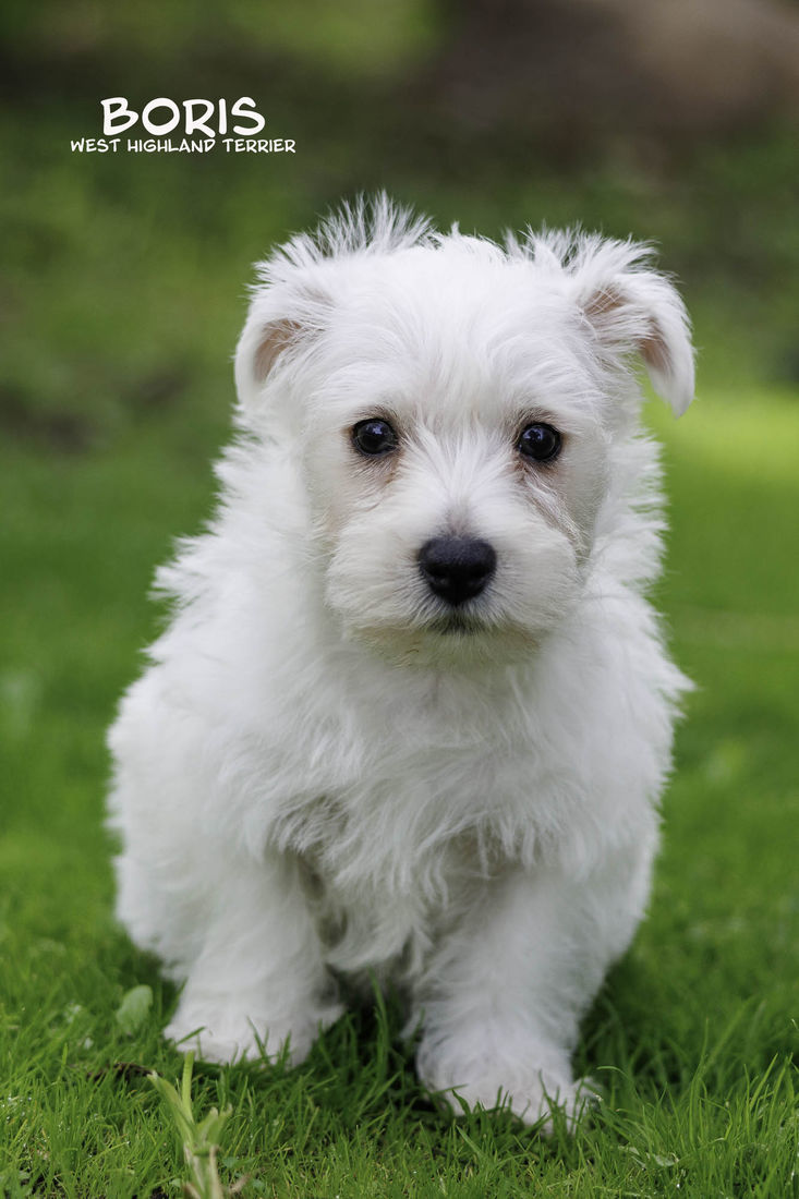 mount lawley pets and puppies