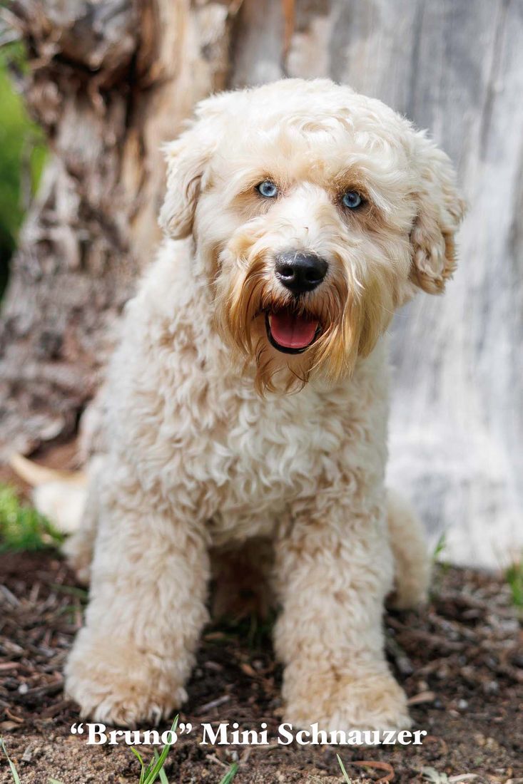 mount lawley pets and puppies
