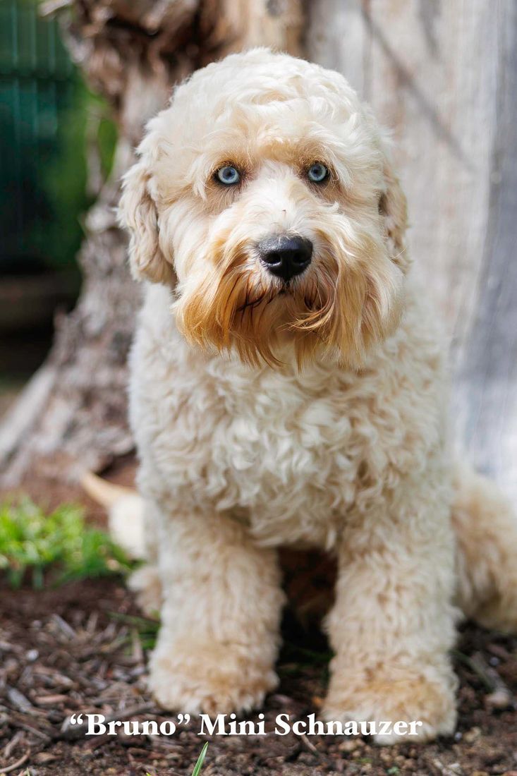 mount lawley pets and puppies