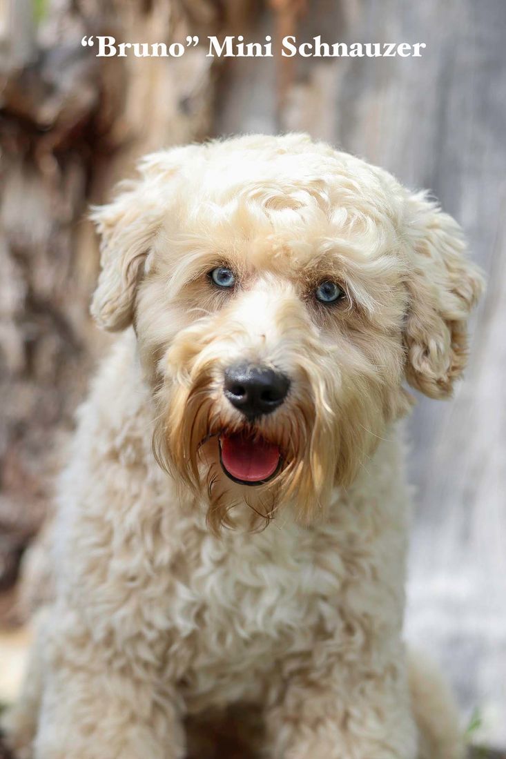 mount lawley pets and puppies