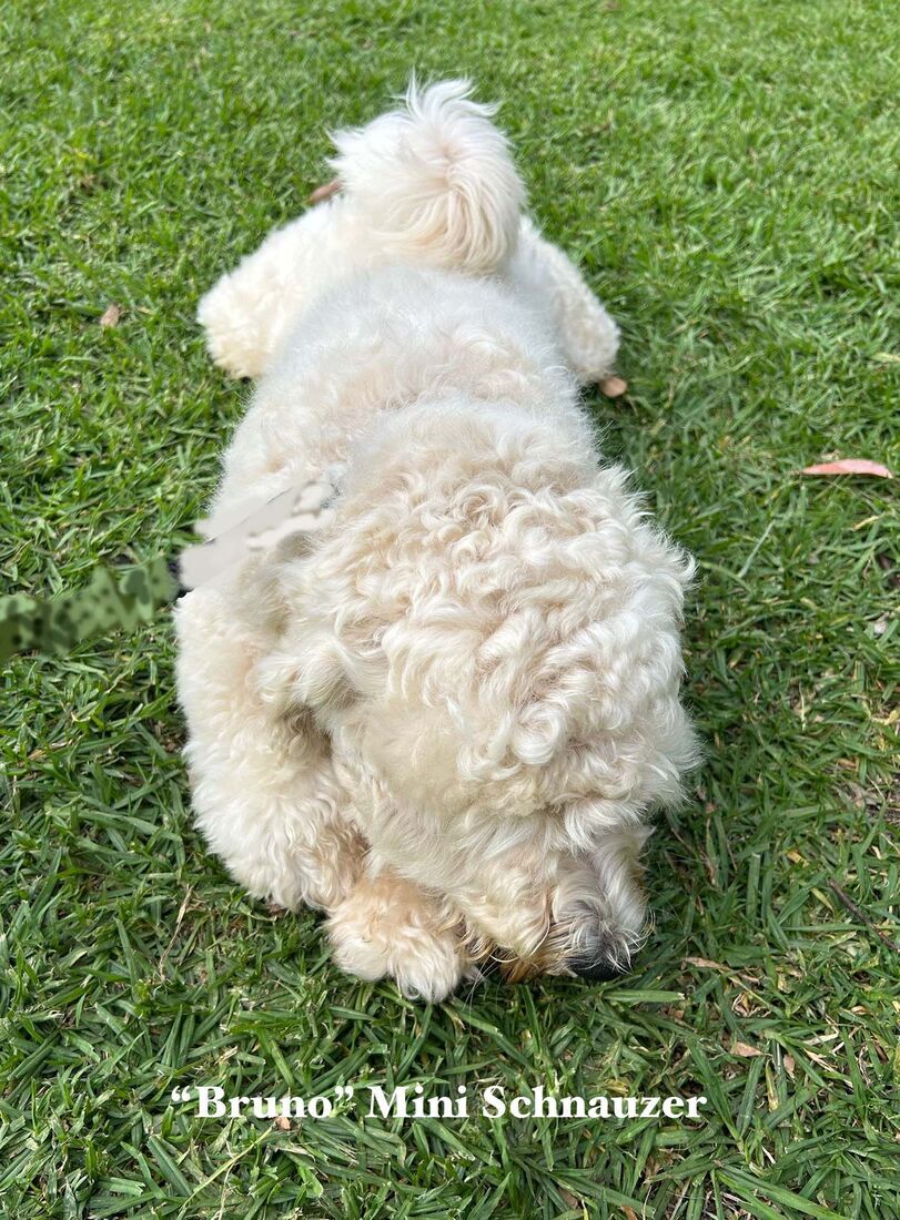 mount lawley pets and puppies