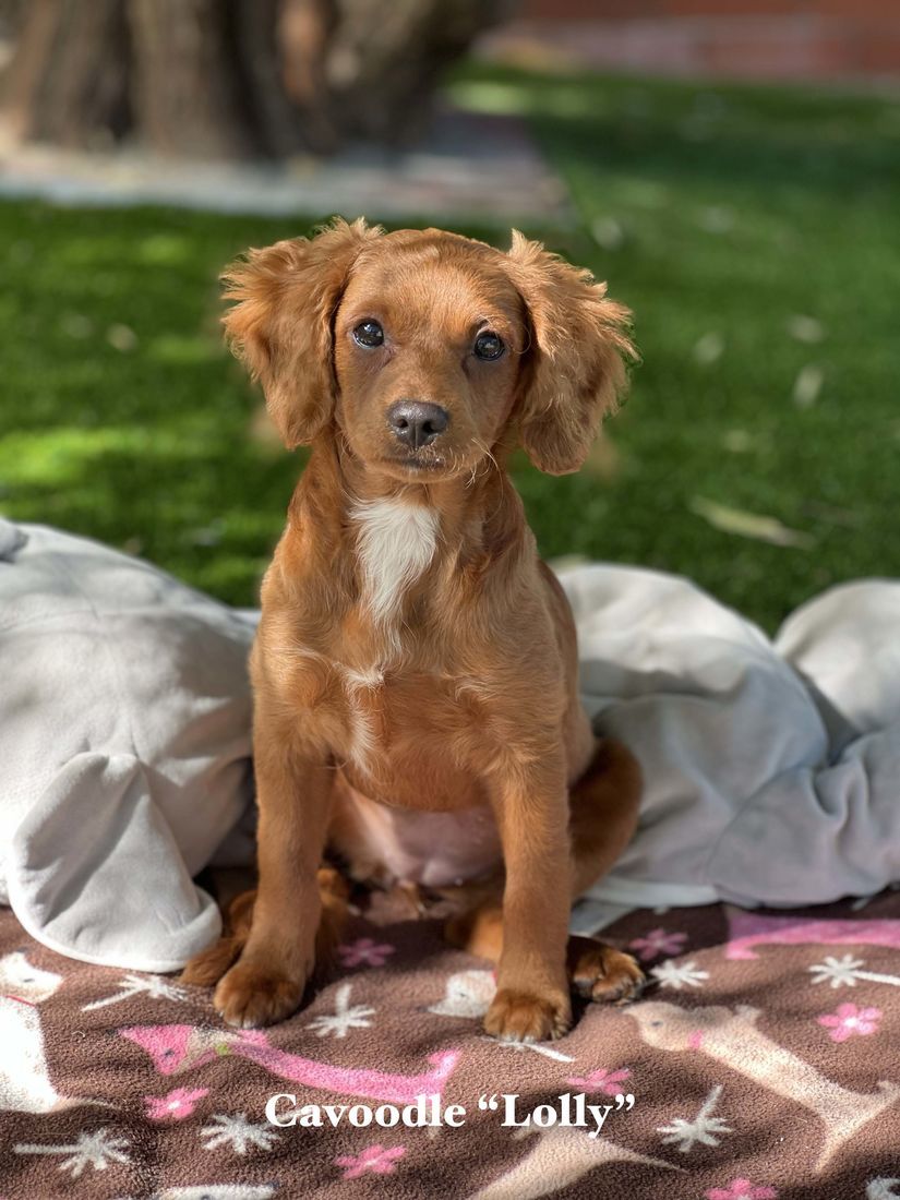 mount lawley pets and puppies