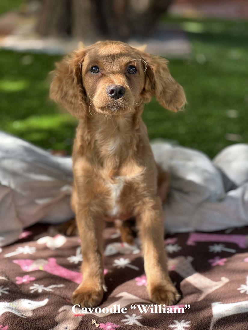 mount lawley pets and puppies
