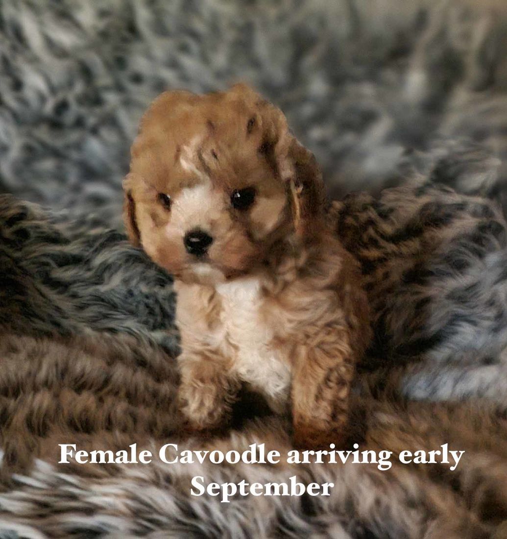 mount lawley pets and puppies