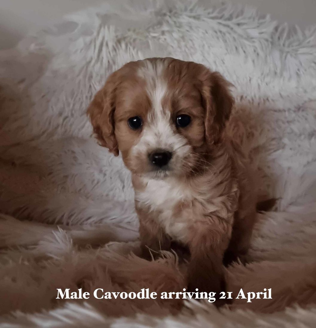 mount lawley pets and puppies cavoodle
