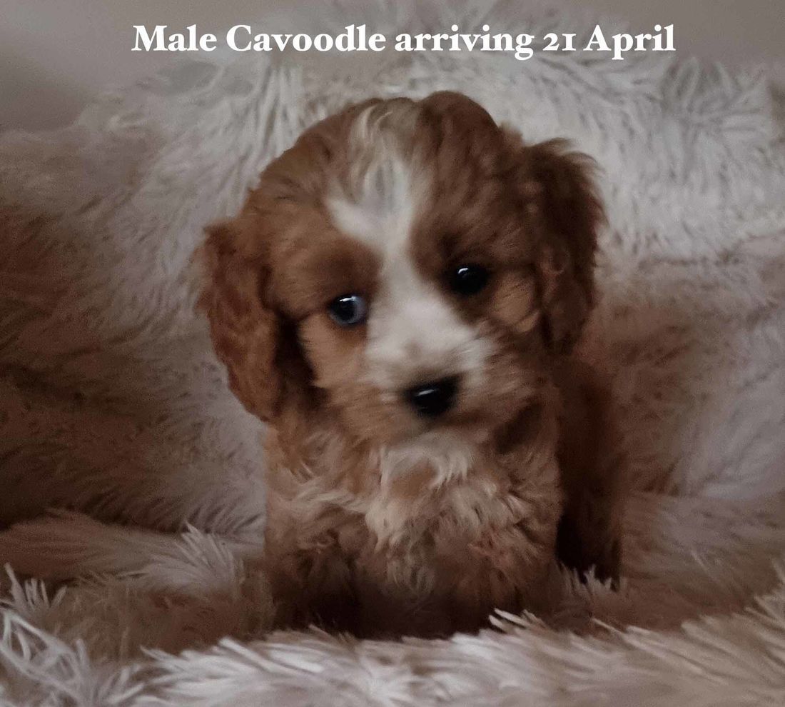 mount lawley pets and puppies cavoodle