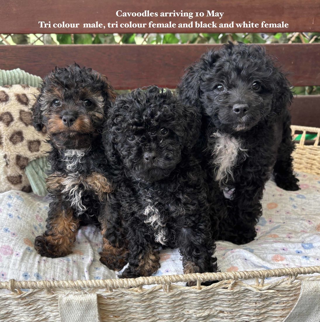 mount lawley pets