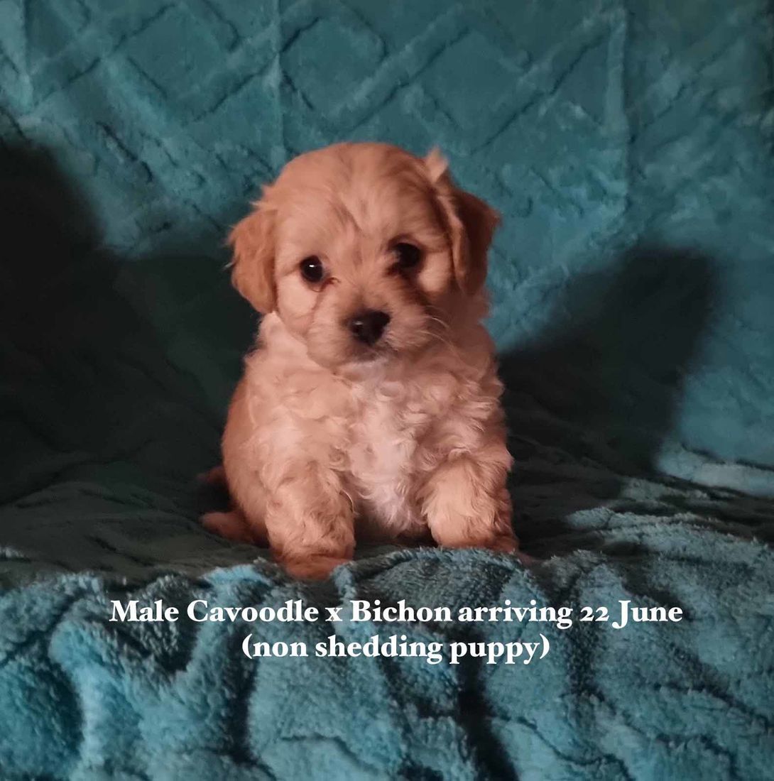 mount lawley pets and puppies