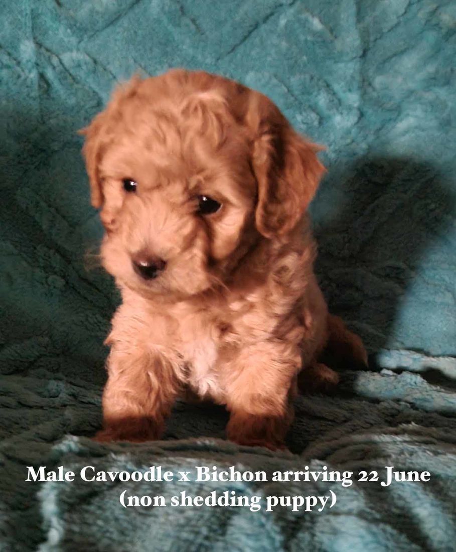 mount lawley pets and puppies