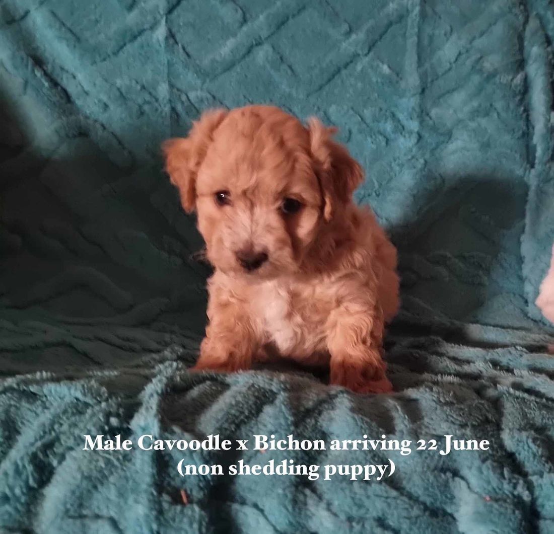 mount lawley pets and puppies