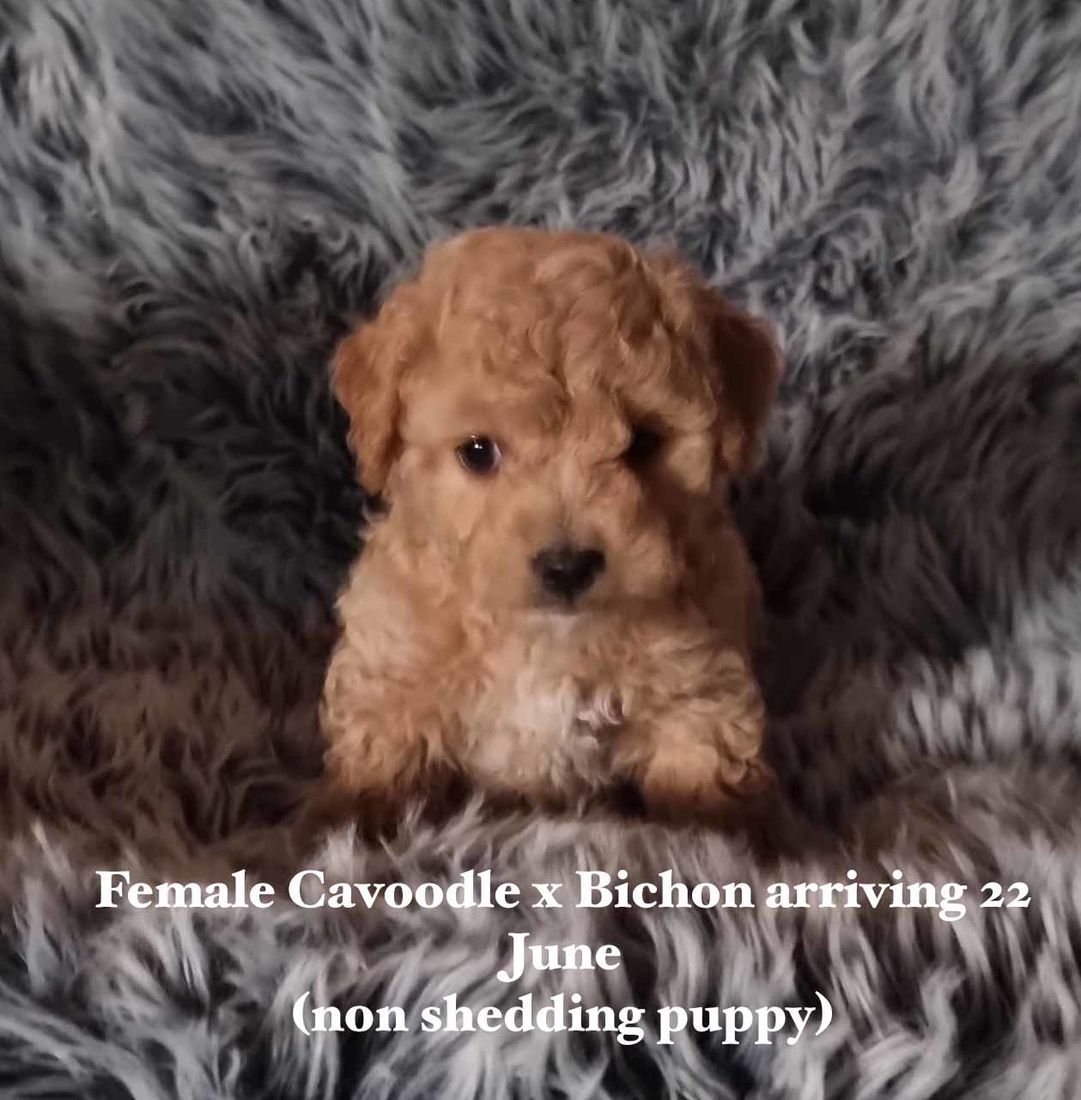 mount lawley pets and puppies
