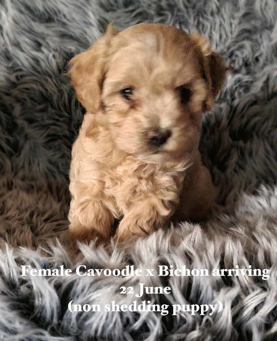mount lawley pets and puppies